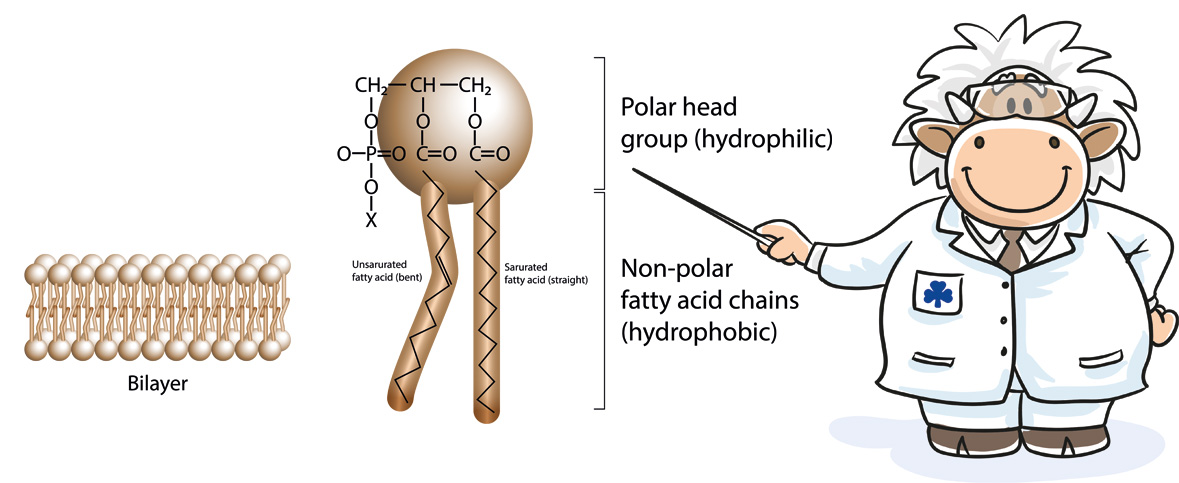 Phospholipide